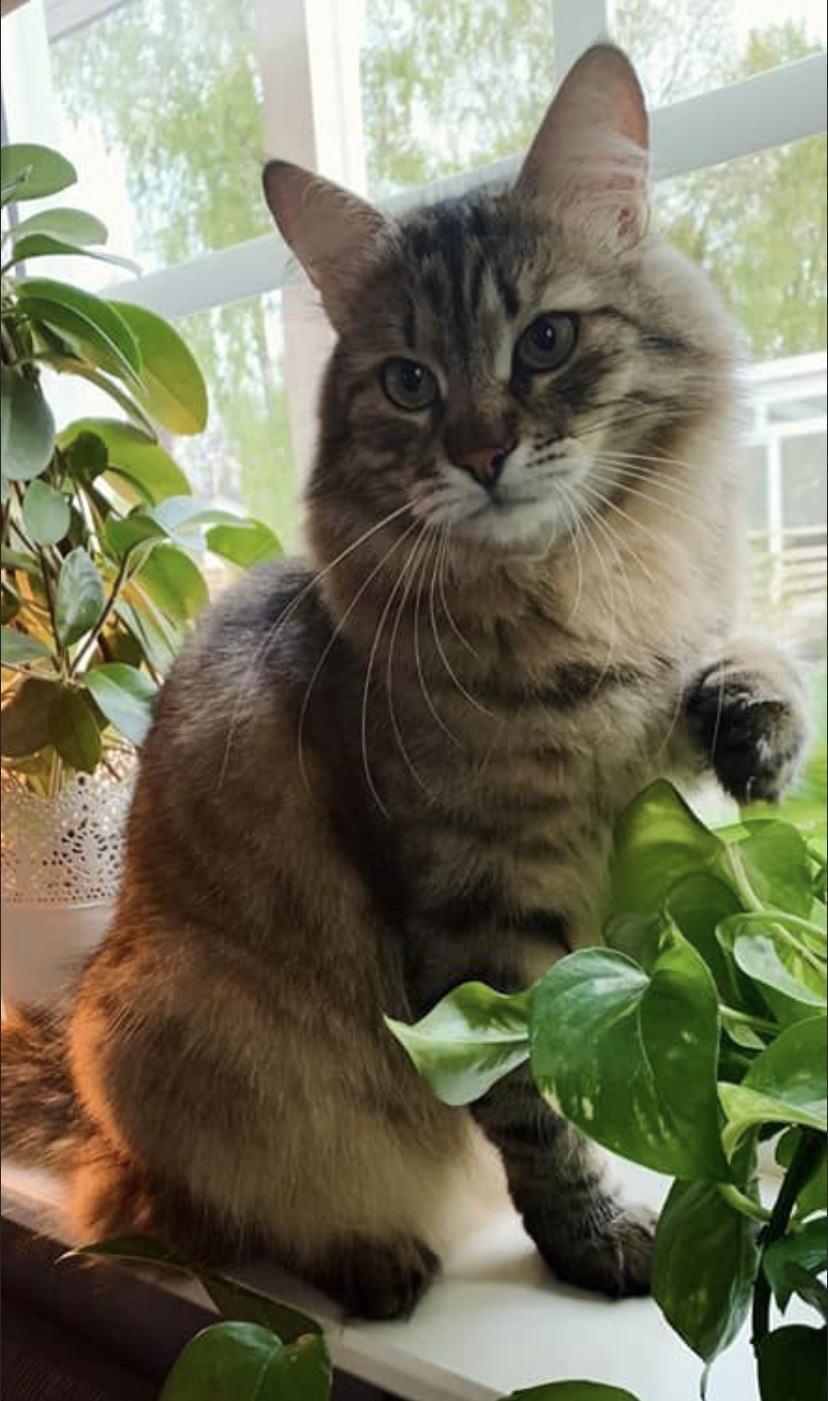 Sibirisk katt Hektor
